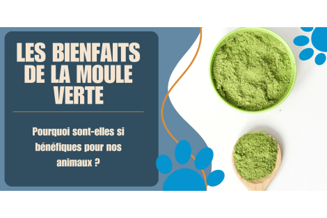 La moule verte de Nouvelle-Zélande