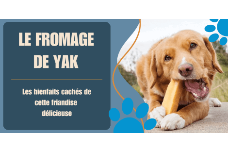 Le fromage de Yak
