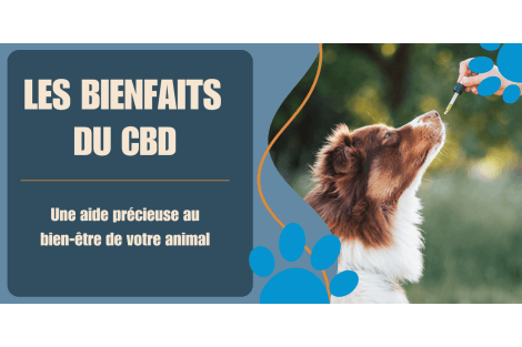 Les bienfaits du CBD sur chiens et chats