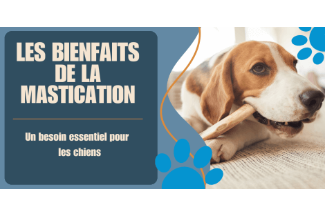 La mastication, un besoin essentiel 